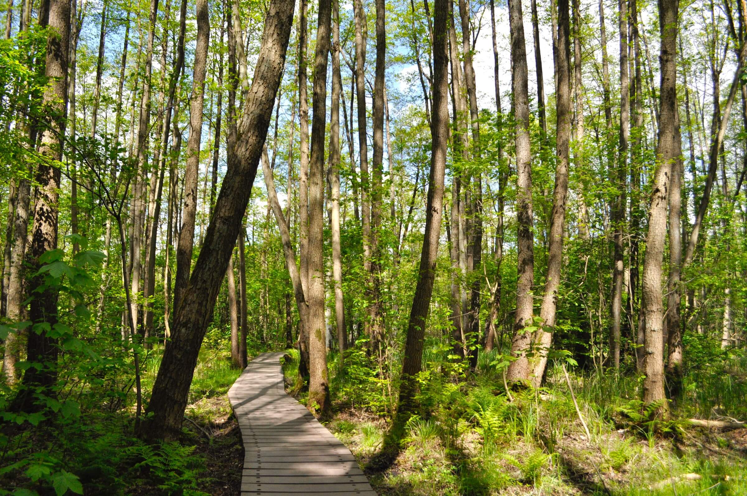 Blick in den Wald