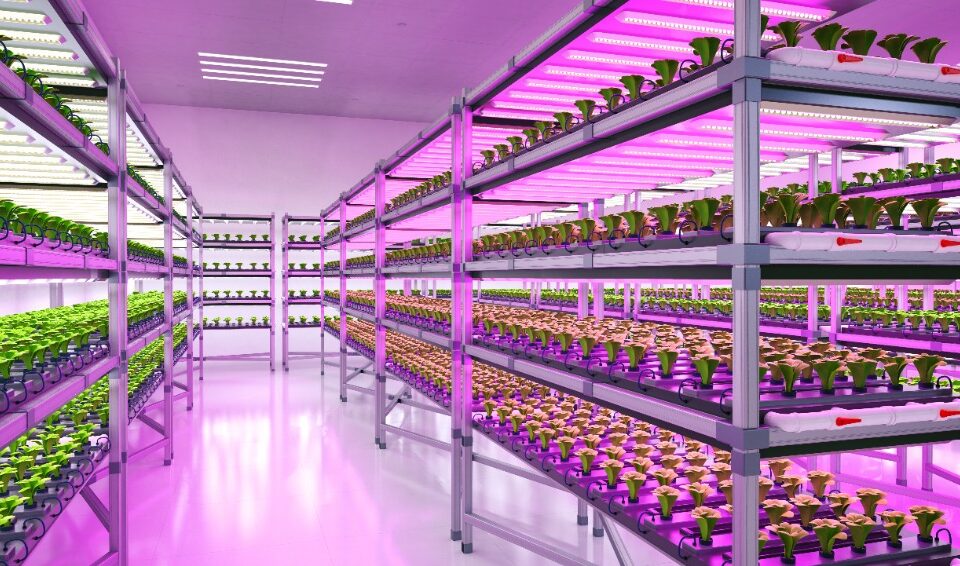 LED grow Lampen